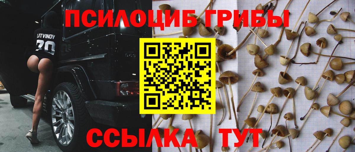 Галлюциногенные грибы Psilocybine cubensis Кушва